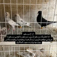 دم سفیدپشتارخطی قفس جفتگاه طوقی قاراچپ