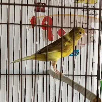 تعدادی قناری ماده جوان