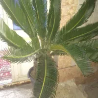 گل و گیاه