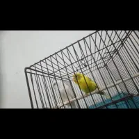 مرغ عشق با قفس