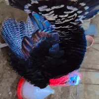 بوقلمون نر و سه عدد ماده|حیوانات مزرعه|مزرعه کتول, |دیوار