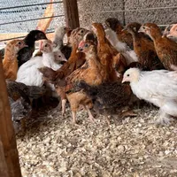 جوجه نیمچه گلپایگان|حیوانات مزرعه|رشت, پیرکلاچای|دیوار