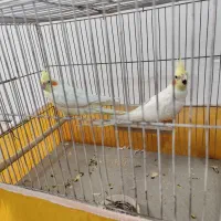 جفت عروس هلندی|پرنده|سیرجان, |دیوار