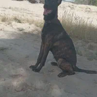 سگ مالونیز رنگ تایگر|سگ|تخت, |دیوار