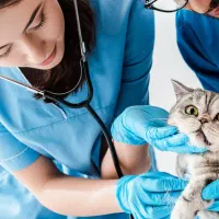 دکتر دامپزشک