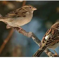 پیدایش پرنده