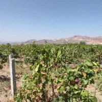 فروش باغ انگور
