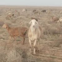 فروش|حیوانات مزرعه|تربت جام, جامرود|دیوار