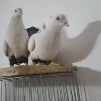 نر وماده دمسیاه