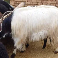 فروش نر بز چاق