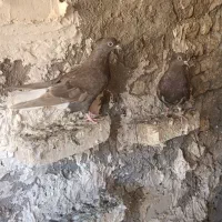 دم سفید|پرنده|سوسنگرد, |دیوار