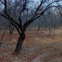 باغ گیلاس پر درآمد|فروش زمین و ملک کلنگی|فیرورق, |دیوار