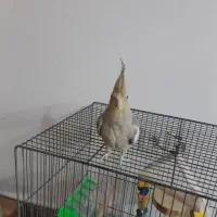 عروس هلندی8ماهه باقفس ولوازم تخفیف خوب|پرنده|قم, انصارالحسین|دیوار