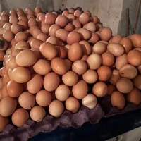 تخم مرغ محلی نژادگلپایگان