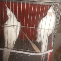 عروس هلندی