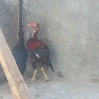 خروس ومرغ لاری