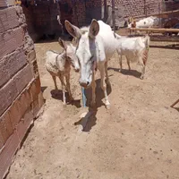 خر کره‌دار گوسفندی|حیوانات مزرعه|سبزوار, رباط|دیوار