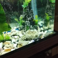 ماهی|ماهی|تهران, خلیج فارس|دیوار