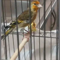 سهر ه قناری نر