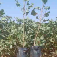 فروش نهال پسته|خدمات باغبانی و درختکاری|سروستان, |دیوار