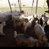 حیوانات مزرعه ای