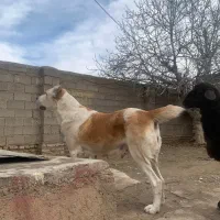 سگ آلابای