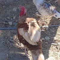 سلام یک عدد بقلمو نر سال گشت