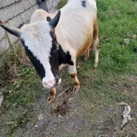 ورزاکوله|حیوانات مزرعه|سنگر, |دیوار