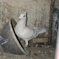 مصری کرمانی کاکلی|پرنده|بیرجند, |دیوار