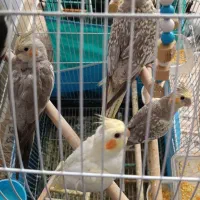 عروس هلندی سالم