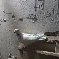 کبوتر