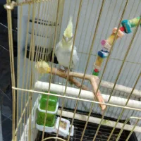 عروس هلندی نر|پرنده|ری, ظهیرآباد|دیوار