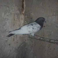 کبوترای شیخی وکله سبز