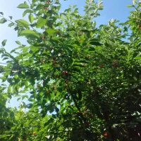 با سلام خانه تمیز و بزرگ حیاط داره برای اجاره