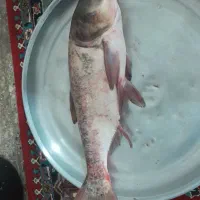 ماهی غزل سفید  بدون استخوان  زنده وتازه