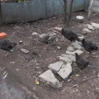 بوقلمون ومرغ محلی