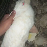 تعداد چند عدد خرگوش فروشی