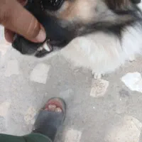 واگذاری سگ اشپیتز|سگ|داراب, |دیوار