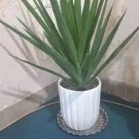 بهترین هدیه|گل و گیاه طبیعی|بندر ماهشهر, |دیوار