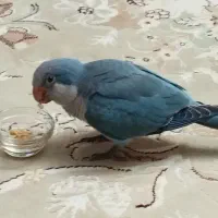 فروش طوطی راهب