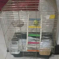 قفس مرغ عشق با وسایل