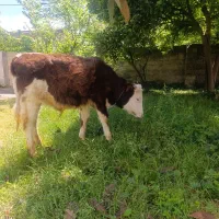 گاونرسیمینتال