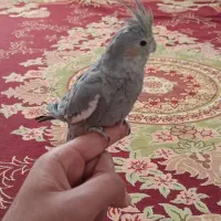 عروس هلندی نر|پرنده|نی‌ریز, |دیوار