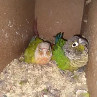 جفت گرینچیک رو تخم و جوجه
