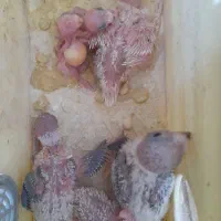 قناری و جوجه مرغ عشق سرلاکی و ماده مرغ عشق رینبو