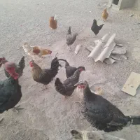 خروس مرغ بوقلمون|حیوانات مزرعه|بوژگان, |دیوار