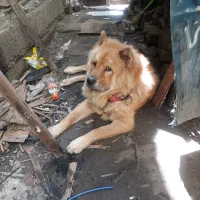 چاوچاو بخاطر نداشتن جا واگذارمیشود