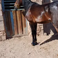 نریون فروشی  سن ۴ سال خیلی اروم بدون اخلاق|اسب و تجهیزات اسب‌سواری|خواف, |دیوار