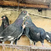 شیش تا جنک نر