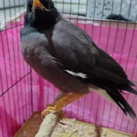 مرغ مینا نر|پرنده|اقبالیه, |دیوار